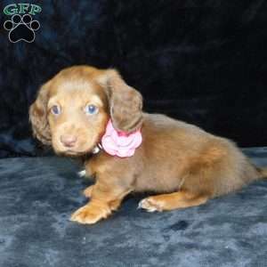 Alice- mini, Dachshund Puppy